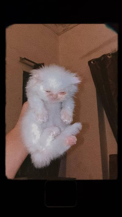 1 Persian kitten  white  1 dol face butt long hair 03288006301