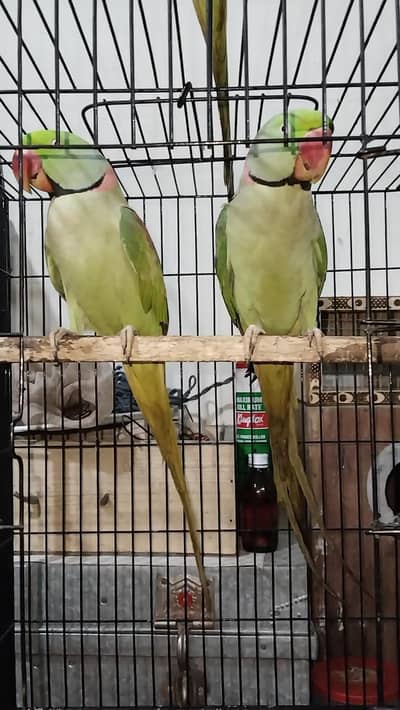 Breeder and talking Male  0321.7242445 call