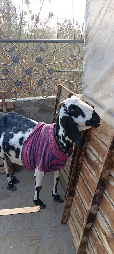 Bakri For sale 4 months Pregnant