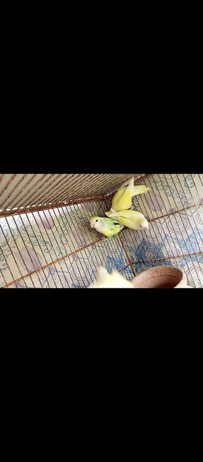 I am selling my lovebirds.