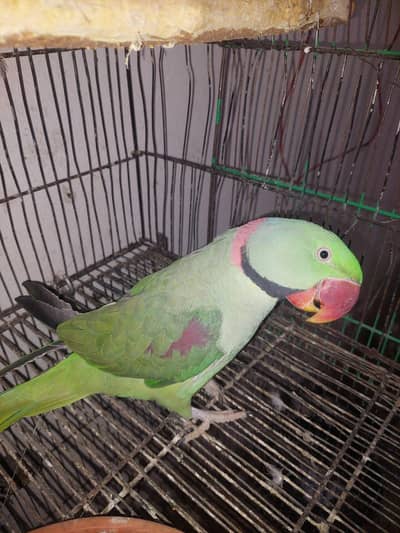 Handtame Talking parrot