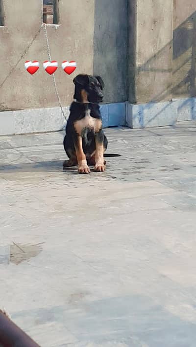 German shepherd +painter