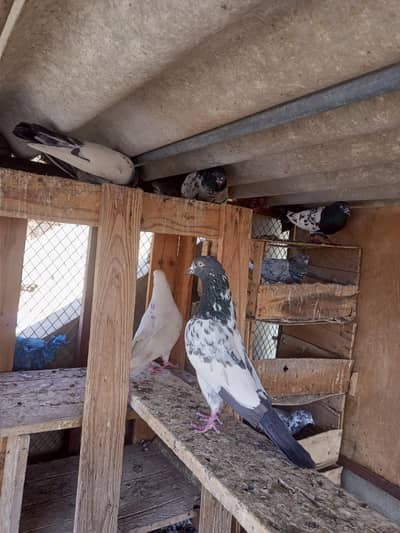 Kabli pairs for sale kuch single bhi . . . In k ilawa or bhi hai