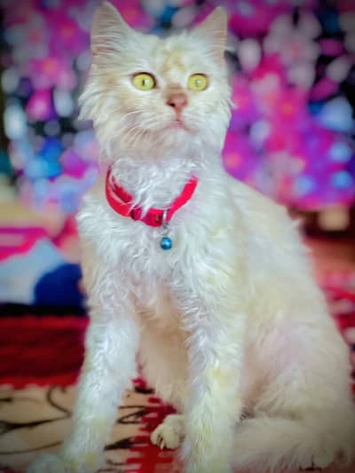 Russian cat for sell