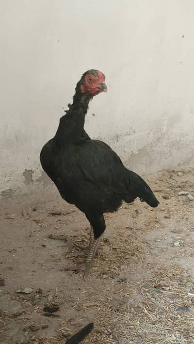 pure aseel murgi ha bilkul healthy and active