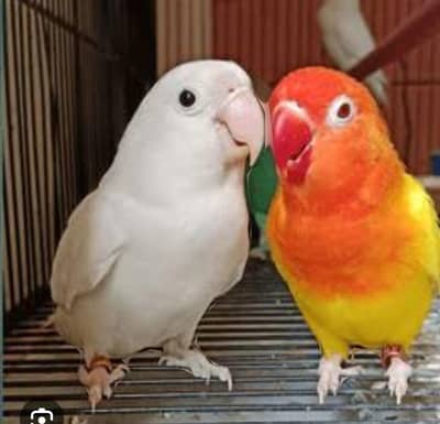 Love birds lover