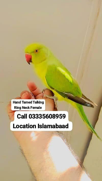 Hand Tamed Talking Green Ring Neck Female Parrot Jumbo Size