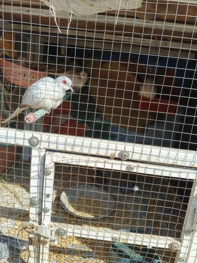 china dove 4 pair 2 chick for sale