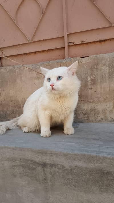 sky blue eyes  white colour