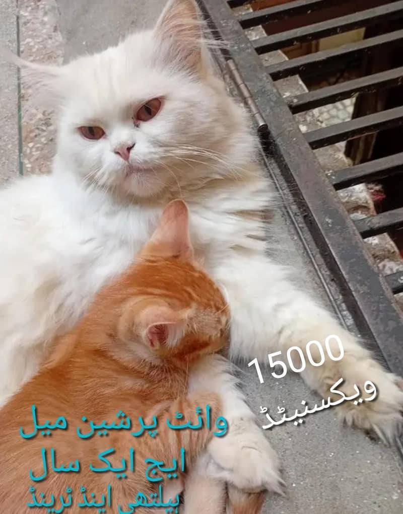 پرشین خوب صورت  کیٹ میل وائٹ کلر ویکسنیٹڈ 0