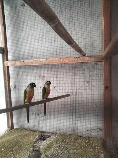 green cheeked conure