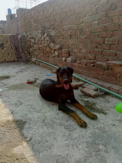 Doberman mail for sale age 6 month