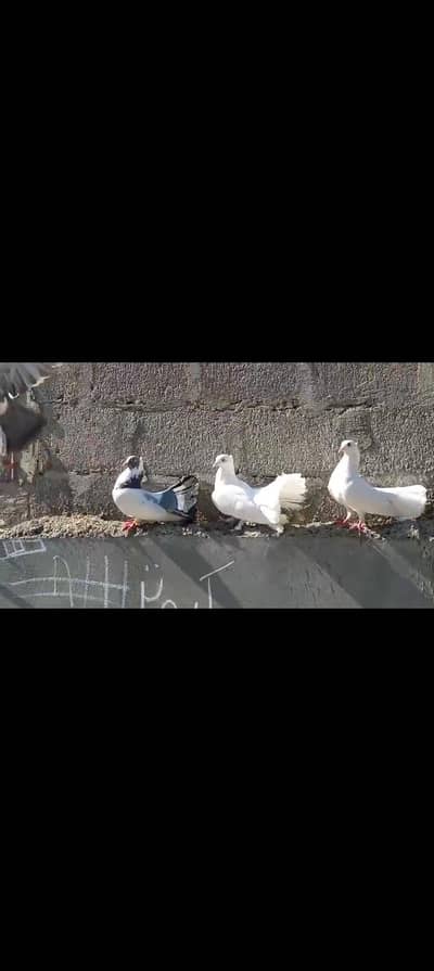 laka kabutar for sell breeding pair available