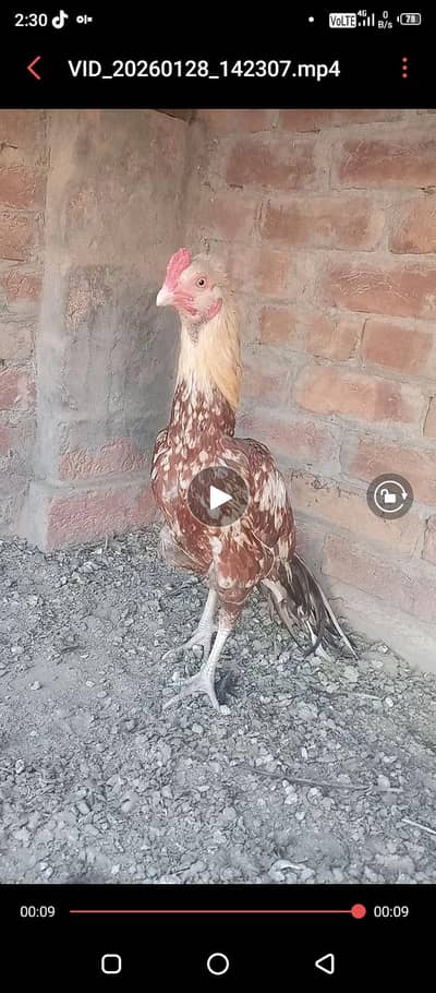 pure muan wali zero size long tail sarya dum