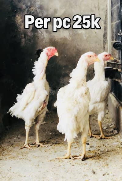 White Shamo female | Black shamo Female | german shamo | Blue shamo