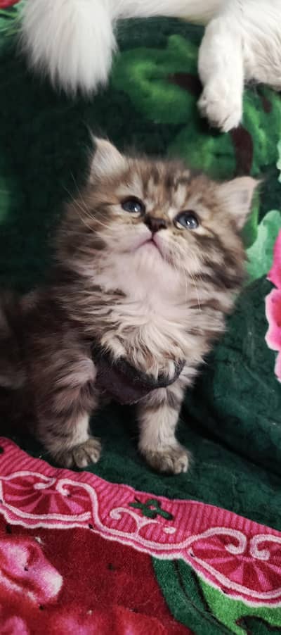 only serious buyers contact me