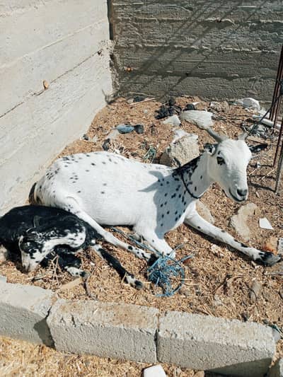 teedy Bakri Bache k sath