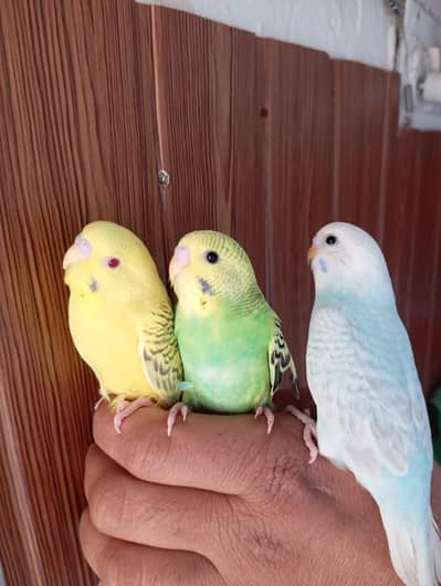 Bugies Perot k pathy for sale. ,. . . 500 Ka 1 piece hy.