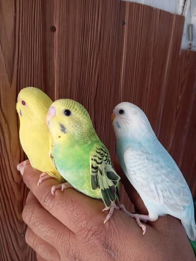 Bugies Perot k pathy for sale. ,. . . 500 Ka 1 piece hy.