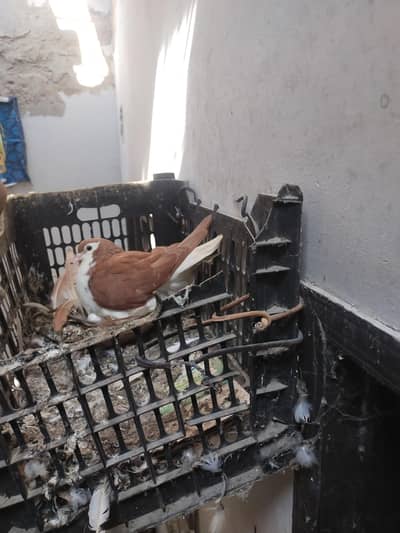 ahsansheikhahsansheikh538@gmail. com