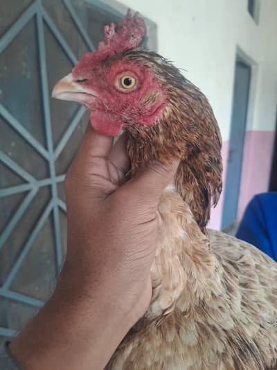 high quality begum morgi killo waali