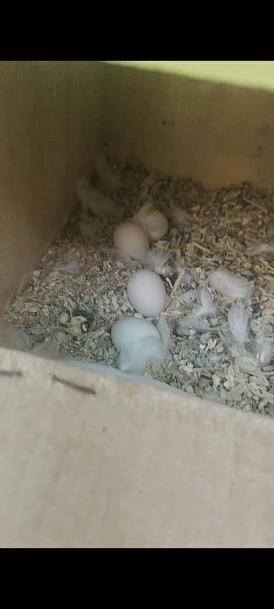 bbreader pair cocktail and finch one pair love birds pathe