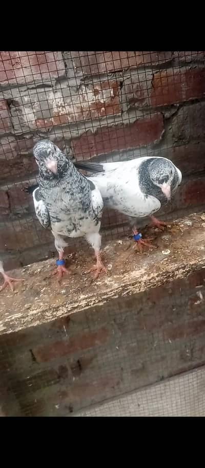 Kaboter Bachay for sale