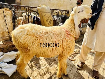 Bakra Dumba sale k lia available hain