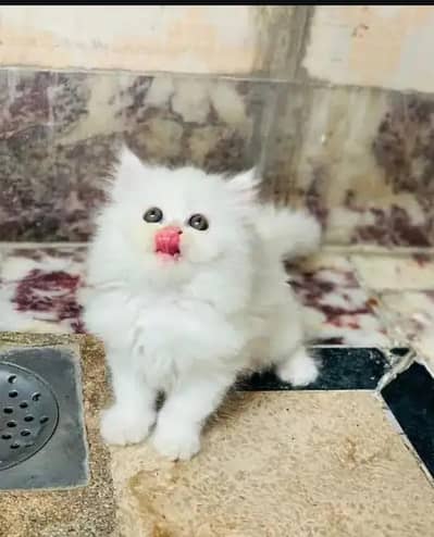 Persian female kitten for sale. my WhatsApp number 0320*24-100*47