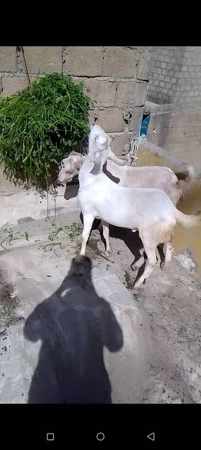 2 Dant khassi 03102793323