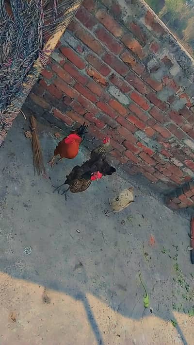 Desi murgi murga Sale