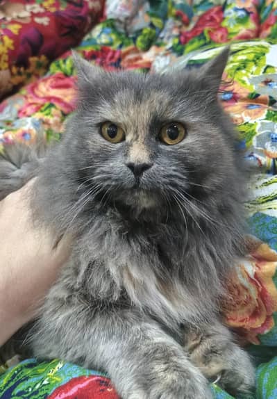 Fluffy Persian Cat for Sale – Healthy & Beautiful