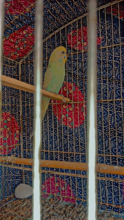 Australian Parrot Breeder Pairs