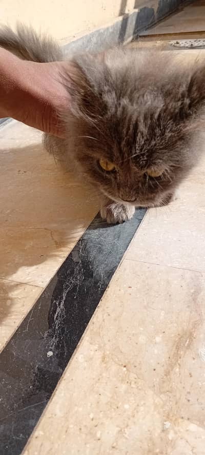 A male kitten persian tripple cotted gry colour kitten