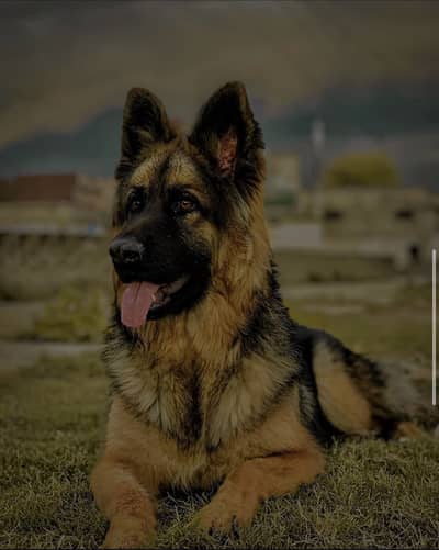German shepherd female