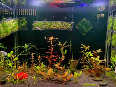 aquarium plants