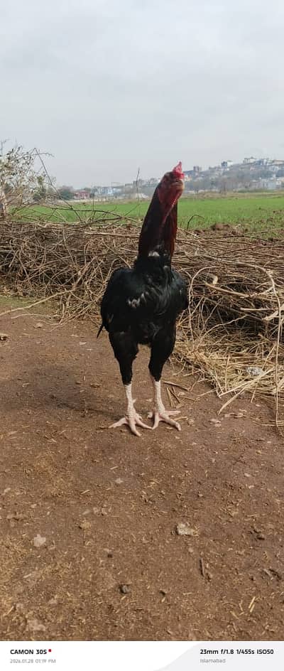 Mianwali Aseel | Lakha | Cheena Lasani | Aseel For Sale