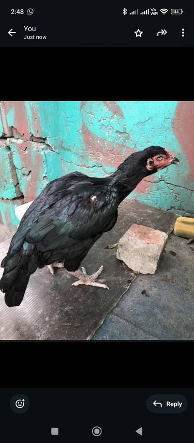 aseel 2 Madiya for sale healthy and active mzboot gnd jor exchange