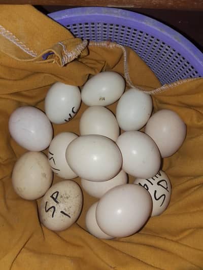 Aseeel eggs available