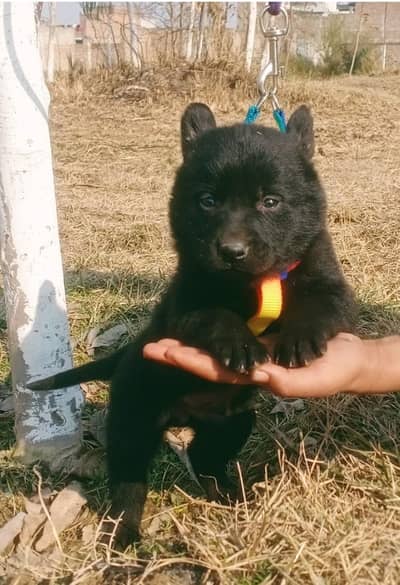 German Shepherd | black n tan Shepherd | gsd dog | puppy |puppies
