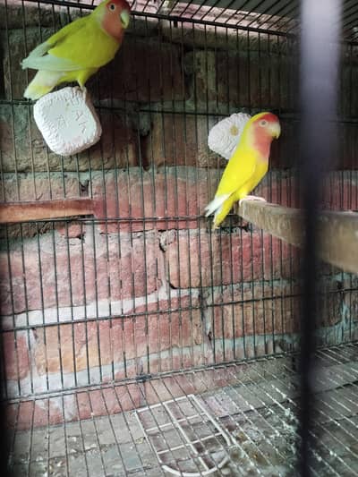 cocktail pair or love bard pair