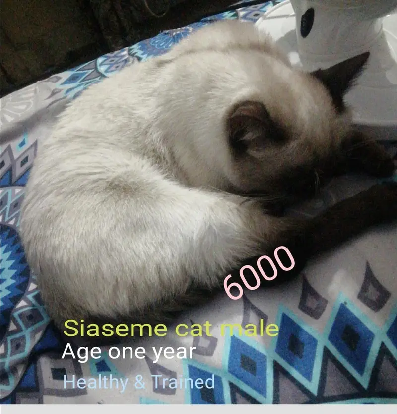 پرشین خوب صورت میل ویکسنیٹڈ وائٹ کلر براۓ فروخت دستیاب ہے03251230030 — photo 7