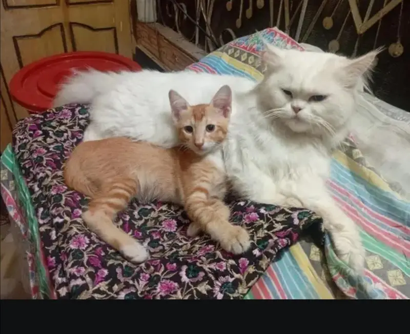 پرشین خوب صورت میل ویکسنیٹڈ وائٹ کلر براۓ فروخت دستیاب ہے03251230030 — photo 8