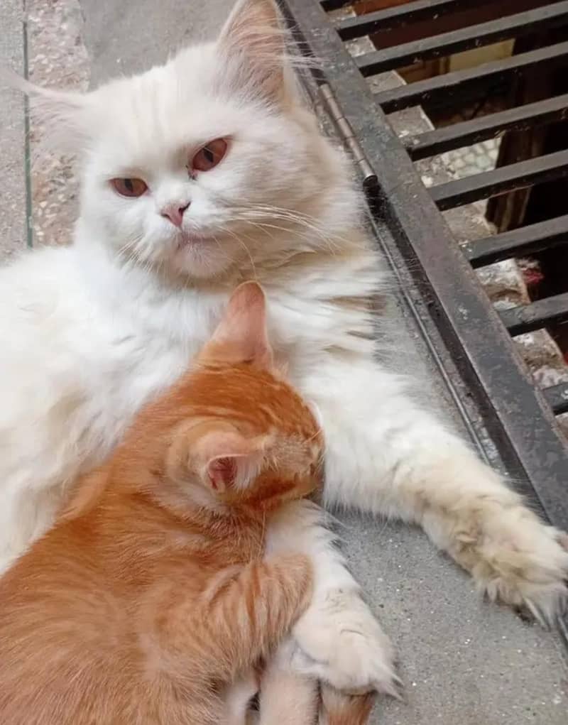 پرشین کیٹ ٹرپل کوٹ وائٹ کلر 11