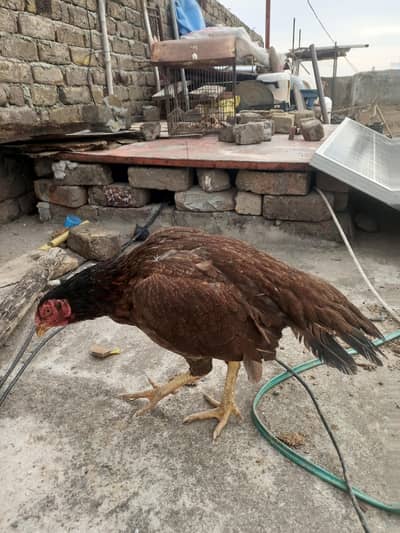 Assel mianwali Females