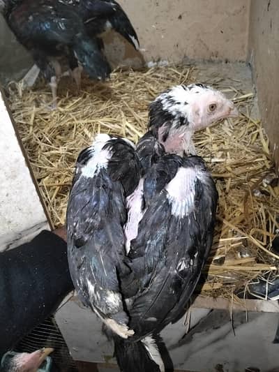 high-quality Mianwali Thai Aseel pathay for sale.