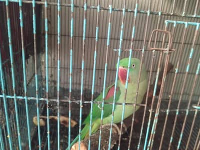 good and healthy female