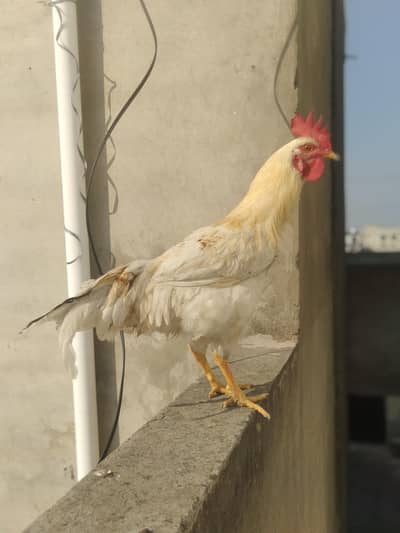 Rooster white
