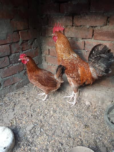 Hens and cock