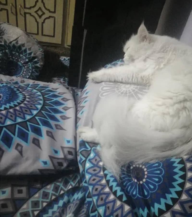 پرشین خوب صورت کیٹ میل براۓ فروخت 4